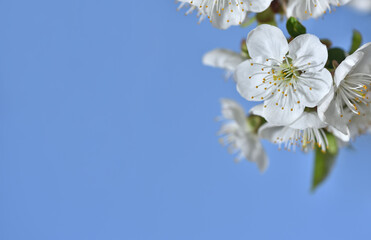 Cherry flowers with soft bokeh and text space on a blue sky background. Floral spring background of nature