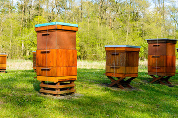 Beehives in apiary near forest. Bio Honey Production and Beekeeping Concept