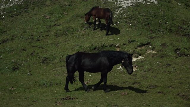 Wild horse panning shot with Nikon Z6 and Atomos Ninja V ProRES