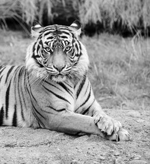 Obraz na płótnie Canvas Adult tiger looking straight at the camera