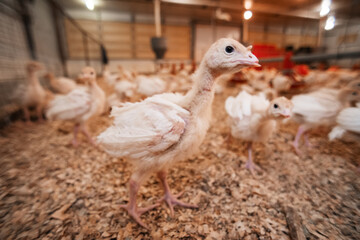 curious skinny little turkeys with beak trimmed at a chicken farm. growing birds for eggs and meat. meat industry
