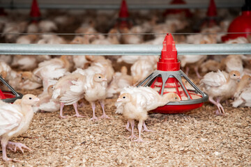 conditions for growing turkey on a poultry farm in a barn with sawdust and feeders. trimmed beaks and wings. meat industry.