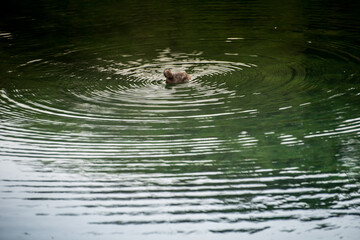 Little duck taking a bath, spreading waves