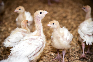 small turkeys with trimmed beaks and wings on a chicken farm. cramped and cruel conditions for birds. Thanksgiving turkeys growing.