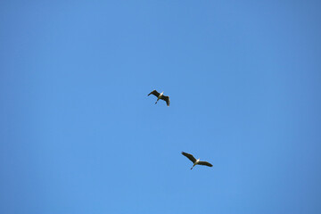 two storks in the blue sky