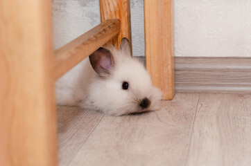 Obraz premium cute white fluffy little home decorative rabbit lies on the floor