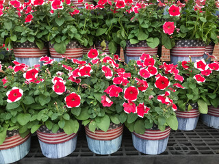 fancy 4th of July flower pots on display