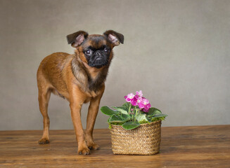 Small Brussels Griffon, puppy poses with an african violet in the studio with a tan background