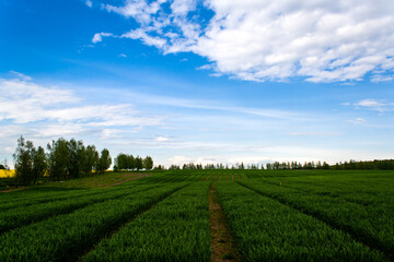 Fototapeta na wymiar Beautiful field of young green wheat with trees with blue sky. Nature wallpapers. Growing seeds of agricultural crops. Spring landscape in Belarus. Blank space for text. Isolated