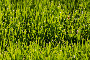 Grass Close Up View Wallpaper