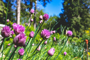 Multiple violet-purple chive blossoms are seen among tall green grass on a farm during a sunny afternoon.