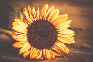 Einzelne Sonnenblume Dekoration Retro Vintage