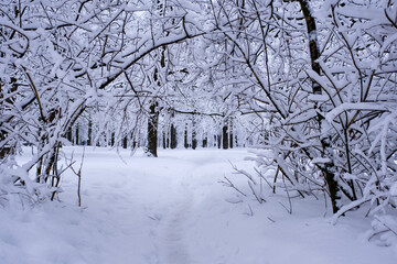 A path in a snowy, fabulous, forest after heavy snowfall.