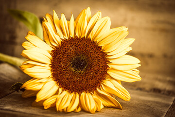 Naklejka premium Einzelne Sonnenblume Dekoration Retro Vintage