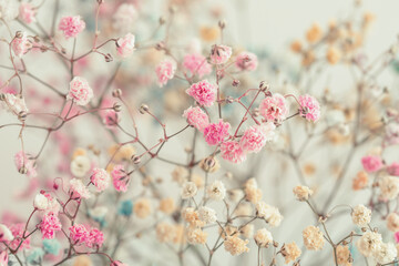Pastel multi-colored gypsophila (baby's breath flowers) close-up