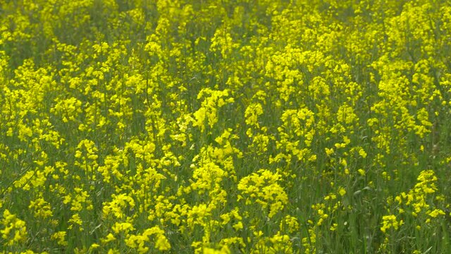 Steady focused shot of the rich canola field with bright yellow rapeseed plants that are gracefully swaying along with the wind.