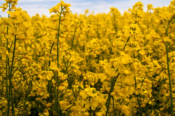 Obraz premium Beautiful field of yellow rape. A closeup photo of a rapeseed flower. Growing seeds of agricultural crops. Rapeseed oil. Spring, sunny landscape with blue sky. Wallpaper of nature in Belarus. Isolated