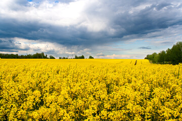 Obraz premium Beautiful field of yellow rape and green trees. A closeup photo of a rapeseed flower. Growing seeds of agricultural crops. Rapeseed oil. Spring, cloudy landscape. Wallpaper of nature in Belarus. 