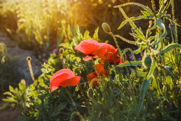 Close up beautiful red poppy flowers in sunset light in the park. Selective focus. Copy space.