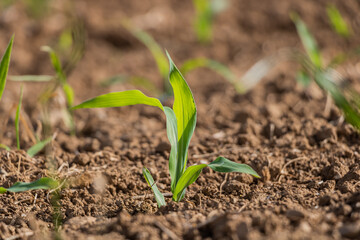 Young Green Plant Grows From Earth in the Field Under the Sun with Little Plants on Background