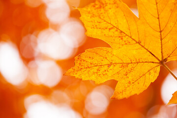 Autumn oak leaves in sunlight. Natural background.