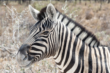 Fototapeta na wymiar Burchell's zebra (Equus quagga burchellii) in its natural environment in Etosha National Park, Namibia.
