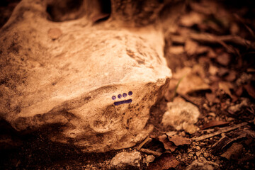 9 Mayan number marked in a big rock on the forest