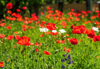 Naklejka premium Red poppies in green grass illuminated by morning sunlight