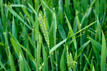 Young green wheat growing in the field. Triticinae