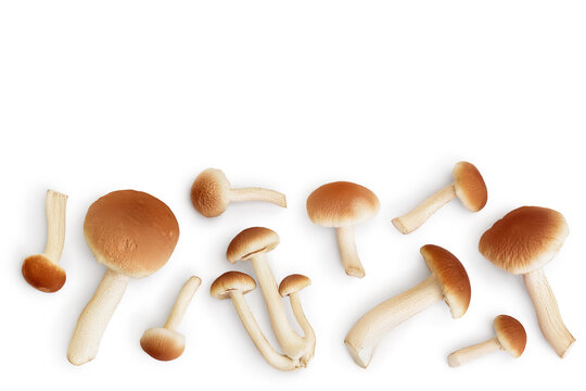 honey fungus mushrooms isolated on white background with clipping path. Top view with copy space for your text. Flat lay.