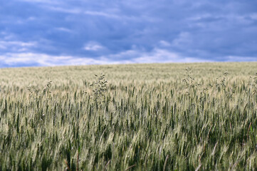 Grün wachsendes Kornfeld auf dem Land und blaue Wolken am Himmel
