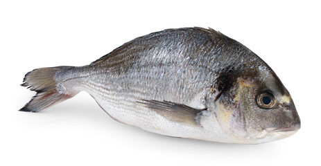 Fish dorado isolated on white background with clipping path and full depth of field.