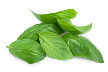 Fresh basil leaf isolated on white background with clipping path and full depth of field