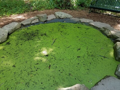 Frogs In Algae Filled Pond