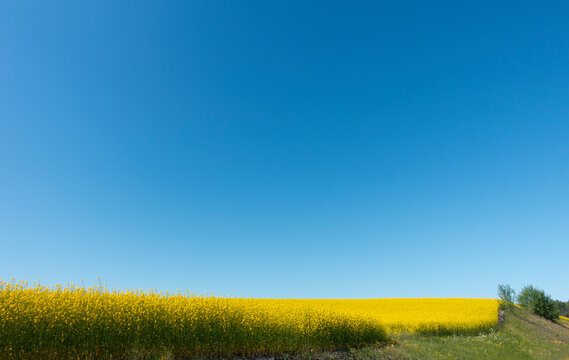 Oilseed rape field on clear blue sky with plenty of copy spece