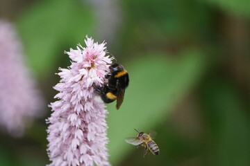 Trzmiel ,owad zapylający ,zapylający trzmiel © LBanacki