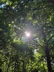 sun rays in the forest