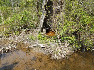 two large frogs and water and hollow of tree