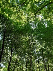 trees in the forest