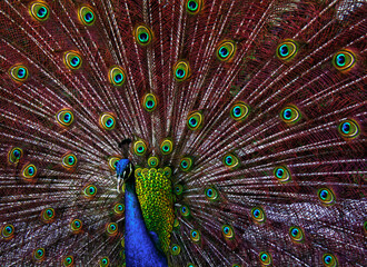 Obraz premium Artistic Professional Portrait Of a Peacock
