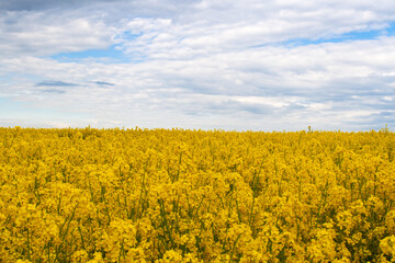 Obraz premium Beautiful field of yellow rape. A closeup photo of a rapeseed flower. Growing seeds of agricultural crops. Rapeseed oil. Spring, sunny landscape with blue sky. Wallpaper of nature in Belarus