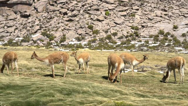 Vicuna Andes mammals grazing pasture at Andes mountains Altiplano meadows, a tranquil wild life scene in the outdoors. Amazing seeing the animals in the wild with its freedom
