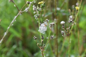 The fluff and seeds of Sow thistle / Sow thistle produces yellow flowers that bloom from spring to autumn and produce seeds with fluff after flowering.