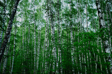 Fototapeta premium Birch tree. Birch forest. White birch