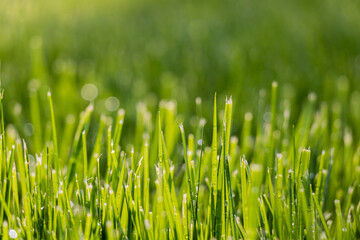 Abstract Natural Grass Backgrounds with Beauty Bokeh