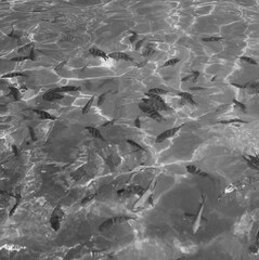 Black and white portrait of water of Akumal beach with fish, Mexico