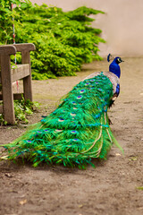 Obraz premium Peacock with a beautiful colorful tail and crest on the head in the park at sunlight.