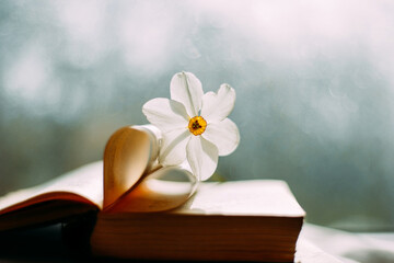 Fototapeta na wymiar Narcissus. Still life. Flower on a book with letters. Bokeh effect.