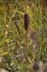 Fototapeta premium close up shot of a grass