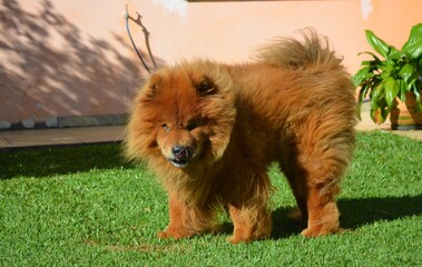 cachorro © JOSEARIZON